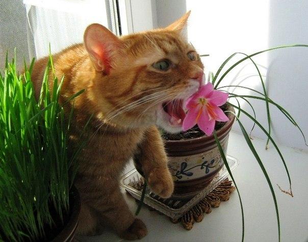 http://www.5-nt.ru/Storage/Image/BlogItemGardener/Image/big/864/0dhkoxa6c7g.jpg