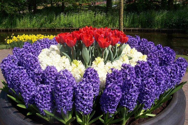 Цветы для сада Цветы для сада
