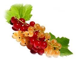 Посадка красной и белой смородины