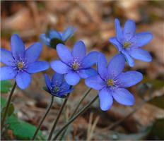 Ветреница. Семейство Лютиковые (Ranunculaceae).