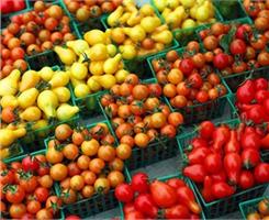 Как правильно выбирать семена томата?