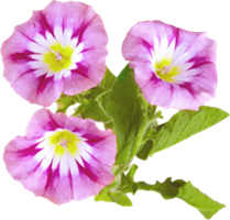 Семенное размножение петунии