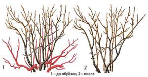 Правила обрезки смородины