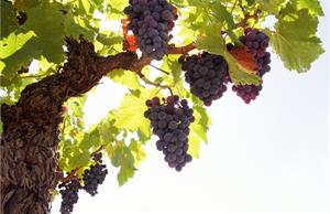 Как вырастить виноград из косточки?