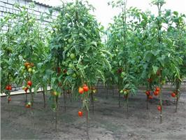 Зачем обрезать нижние листья у томата?