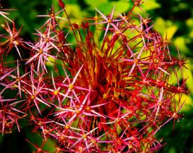 Лук Кристофа, или Звезда Персии (Allium cristophii)