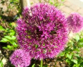 Лук афлатунский (Allium alfaunense)