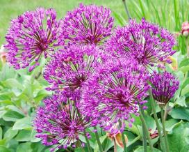 Лук афлатунский (Allium alfaunense)