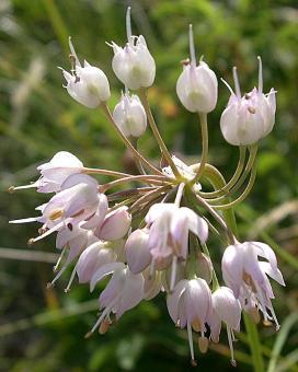 Лук склоненный (Allium cernuum)