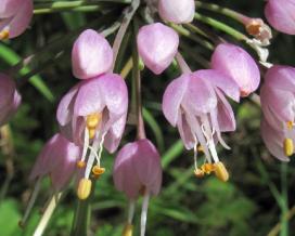 Лук склоненный (Allium cernuum)