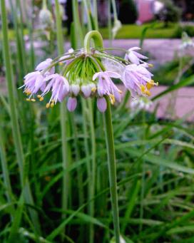 Лук склоненный (Allium cernuum)
