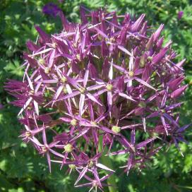 Лук Кристофа (Allium cristophii)