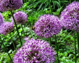 Лук Кристофа, или Звезда Персии (Allium cristophii)