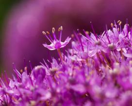 Лук гигантский (Allium giganteum)