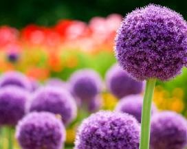 Лук гигантский (Allium giganteum)