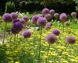 Лук исполинский (Allium giganteum)
