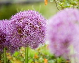 Лук исполинский (Allium giganteum)
