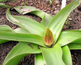 Лук исполинский (Allium giganteum)