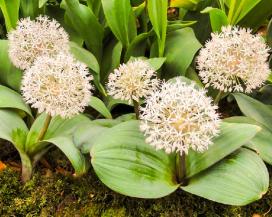 Лук каратавский (Allium karataviense)