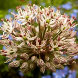 Лук каратавский (Allium karataviense)