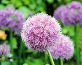 Лук Маклейна (Allium macleanii)