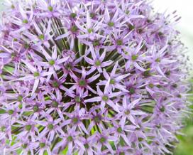 Лук Маклейна (Allium macleanii)