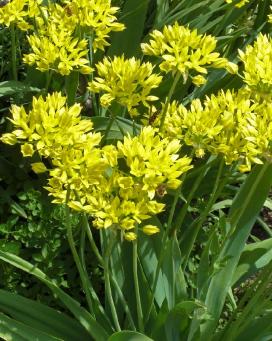 Лук Моля (Allium moly)
