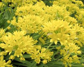 Лук Моля (Allium moly)