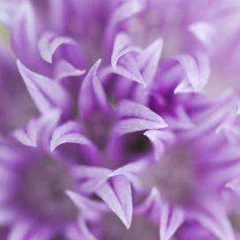 Шнитт-лук (Allium schoenoprasum)
