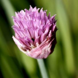 Шнитт-лук (Allium schoenoprasum)