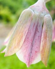 Лук сицилийский (Allium siculum)