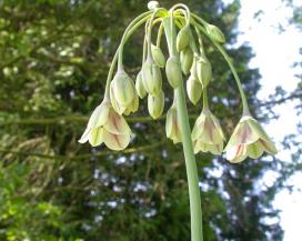 Лук сицилийский (Allium siculum)