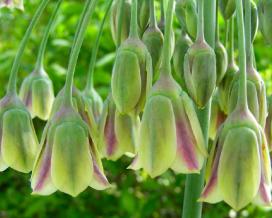 Лук сицилийский (Allium siculum)