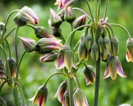 Лук сицилийский (Allium siculum)
