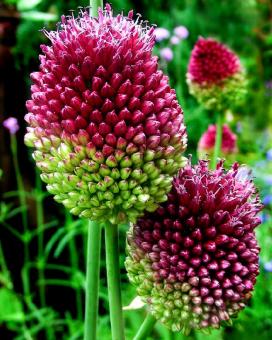 Лук круглоголовый (Allium sphaerocephalon)