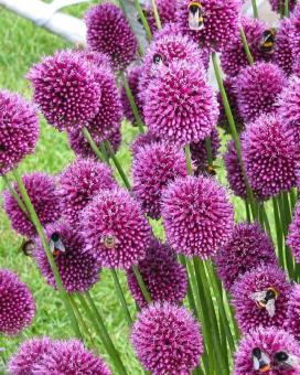 Лук круглоголовый (Allium sphaerocephalon)