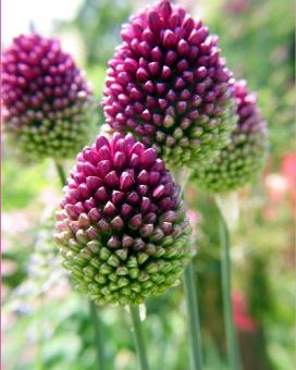 Лук круглоголовый (Allium sphaerocephalon)