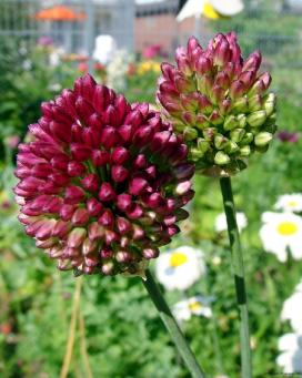 Лук круглоголовый (Allium sphaerocephalon)