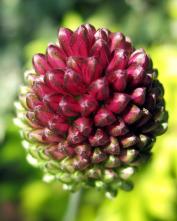 Лук круглоголовый (Allium sphaerocephalon)