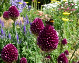 Лук круглоголовый (Allium sphaerocephalon)