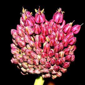 Лук круглоголовый (Allium sphaerocephalon)