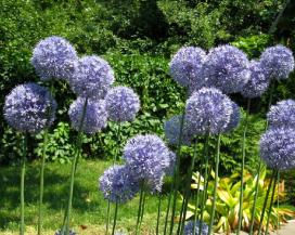 Голубой лук (Allium caeruleum)