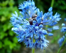 Голубой лук (Allium caeruleum)