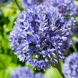 Голубой лук (Allium caeruleum)