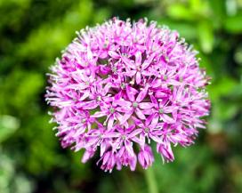 Голубой лук (Allium caeruleum)