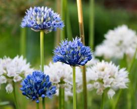 Голубой лук (Allium caeruleum)