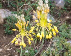 Лук желтый (Allium flavum)