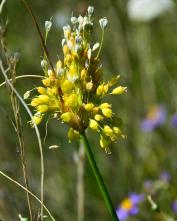 Лук желтый (Allium flavum)
