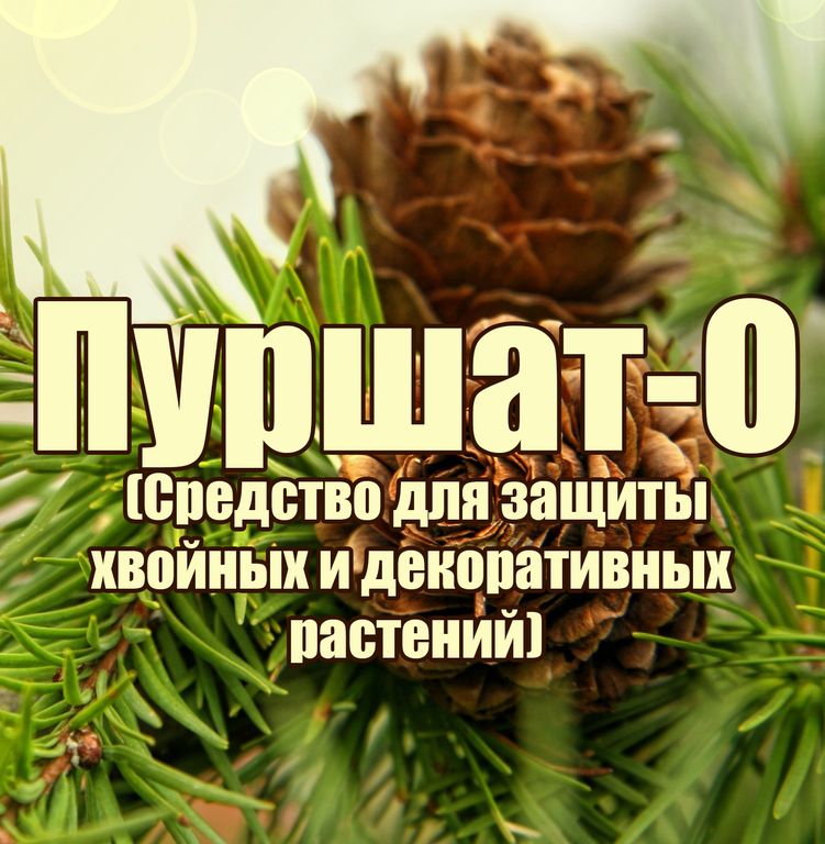 Солнечный ожог хвойных. Пуршат. Защита хвойных растений. Средство от ожогов хвойных растений. Пуршат для хвои.