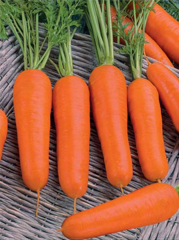 Лучшие сорта моркови для средней полосы. Морковь Марлинка. Морковь сорт Шантеклер. Мелкая морковка сорт. Семена мелкой моркови.